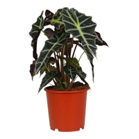 Alocasia 'Polly' - Elefantenohr, Pfeilblatt - Rarität - Topf Ø 17 cm