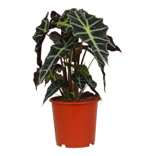 Alocasia 'Polly' - Elefantenohr, Pfeilblatt - Rarität - Topf Ø 17 cm