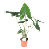 Alocasia 'Zebrina' - Elefantenohr, Pfeilblatt - Rarität - Höhe: 70 cm Topf Ø 17 cm