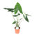 Alocasia 'Zebrina' - Elefantenohr, Pfeilblatt - Rarität - Höhe: 70 cm Topf Ø 17 cm