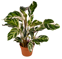 Calathea 'Fusion White' - Korbmaranthe- luftreinigende Zimmerpflanze 14 cm Topf Höhe:45 cm
