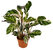 Calathea 'Fusion White' - Korbmaranthe- luftreinigende Zimmerpflanze 14 cm Topf Höhe:45 cm