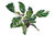 Calathea 'Fusion White' - Korbmaranthe- luftreinigende Zimmerpflanze 14 cm Topf Höhe:45 cm