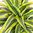 Dracaena fragrans 'Lemon Lime'- Drachenbaum Höhe: 100 cm  -  luftreinigenden Zimmerpflanzen