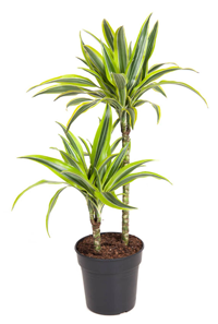 Dracaena fragrans 'Lemon Lime'- Drachenbaum Höhe: 100 cm  -  luftreinigenden Zimmerpflanzen