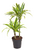 Dracaena fragrans 'Lemon Lime'- Drachenbaum Höhe: 100 cm  -  luftreinigenden Zimmerpflanzen