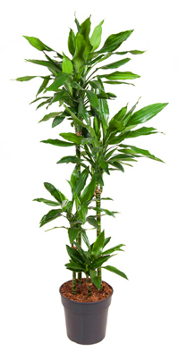 Dracaena Dracaena 'Janet Lind'- Drachenbaum Höhe: 140 cm  -  luftreinigenden Zimmerpflanzen
