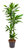 Dracaena Dracaena 'Janet Lind'- Drachenbaum Höhe: 140 cm  -  luftreinigenden Zimmerpflanzen