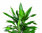 Dracaena Dracaena 'Janet Lind'- Drachenbaum Höhe: 140 cm  -  luftreinigenden Zimmerpflanzen