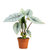 Alocasia 'Platinum' - Elefantenohr, Pfeilblatt - Rarität - Topf Ø 12 cm
