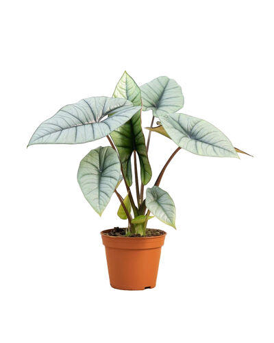 Alocasia 'Platinum' - Elefantenohr, Pfeilblatt - Rarität - Topf Ø 12 cm