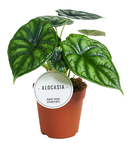 Alocasia 'Dragon Scale' - Elefantenohr, Pfeilblatt - Rarität - Topf Ø 12 cm
