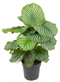 Calathea 'Orbifolia'  XXL - Rundlaubige Korbmaranthe- luftreinigende Pflanze 24 cm Topf Höhe:70 cm