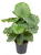 Calathea 'Orbifolia' XXL - Rundlaubige Korbmaranthe- luftreinigende Pflanze 24 cm Topf Höhe:70 cm