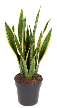 Sansevieria trifasciata  Laurentii - Bogenhanf - Topf 19 cm- Höhe: 60 cm