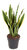 Sansevieria trifasciata Laurentii - Bogenhanf - Topf 19 cm- Höhe: 60 cm