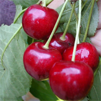 Kirsche 'Hedelfinger Riesenkirsche' CAC - Prunus avium - Buschbaum -alte Obstsorte