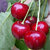 Kirsche 'Hedelfinger Riesenkirsche' CAC - Prunus avium - Buschbaum -alte Obstsorte