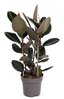 Ficus elastica 'Abidjan' - Gummibaum buntlaubig Topf Ø 27 cm Höhe: 100 cm