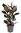 Ficus elastica 'Abidjan' - Gummibaum buntlaubig Topf Ø 27 cm Höhe: 100 cm